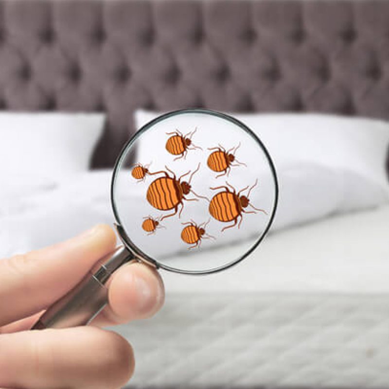 tegen-huisstofmijt-2